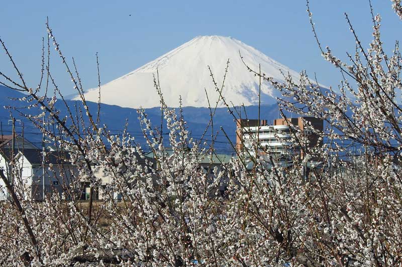 白梅と富士山