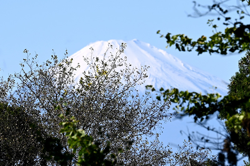 富士山の眺め(前の木が邪魔してます)