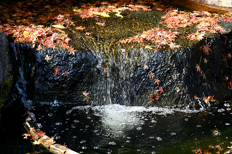 落ち葉の池