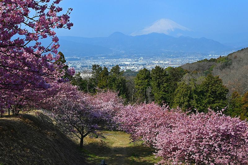 早咲き桜と富士山