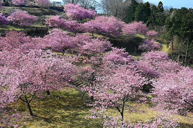 花木園1の早咲き桜