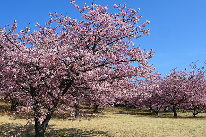 記念植樹エリアの早咲き桜