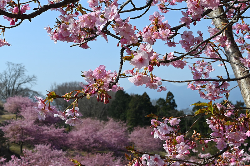 見頃を迎えた早咲き桜