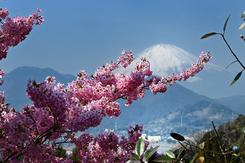 河津桜と富士山
