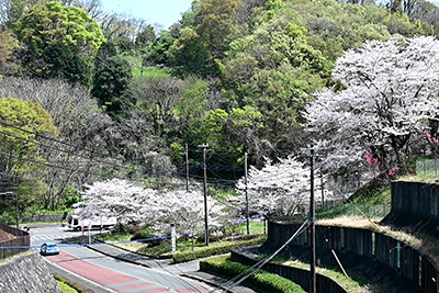中井中学校入口の桜