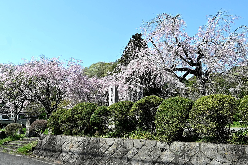 立派な枝垂れ桜