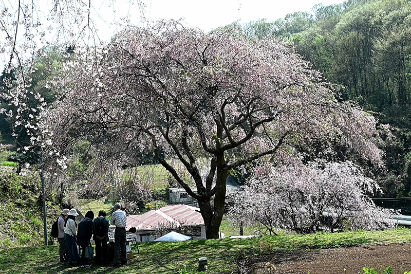 まつもと滝桜
