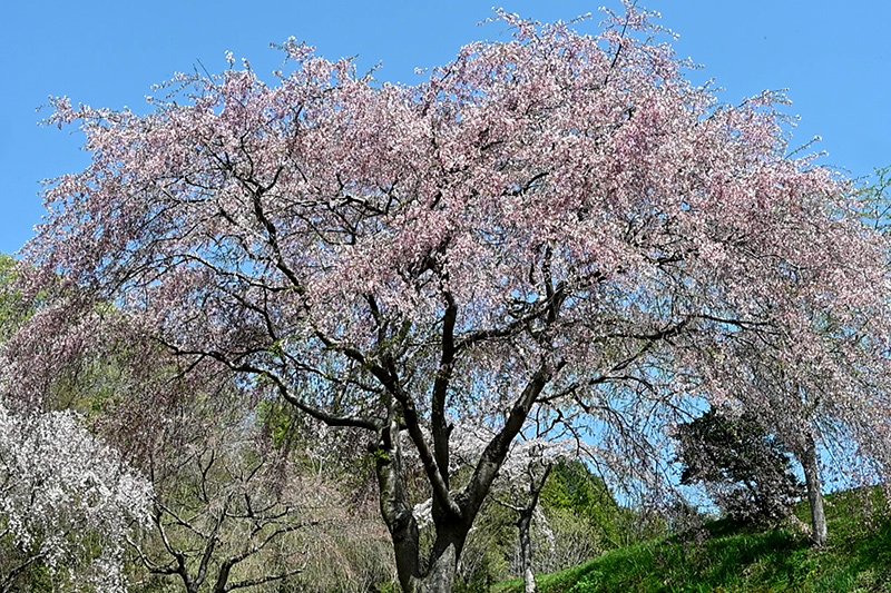 まつもと滝桜