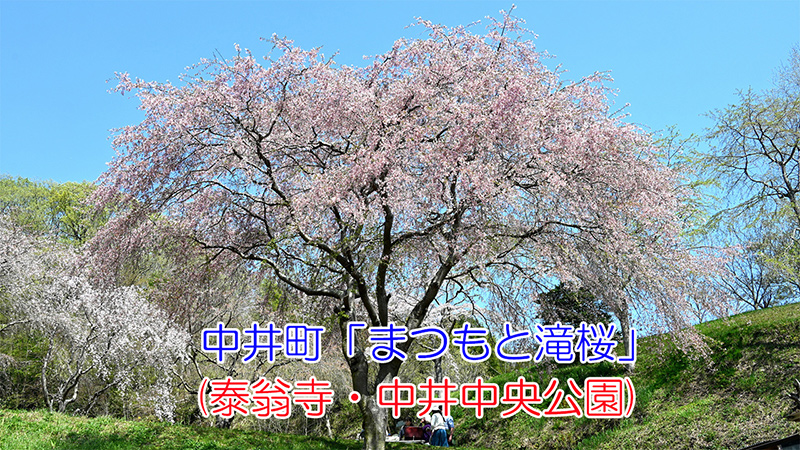 中井町「まつもと滝桜」(泰翁寺・中井中央公園)