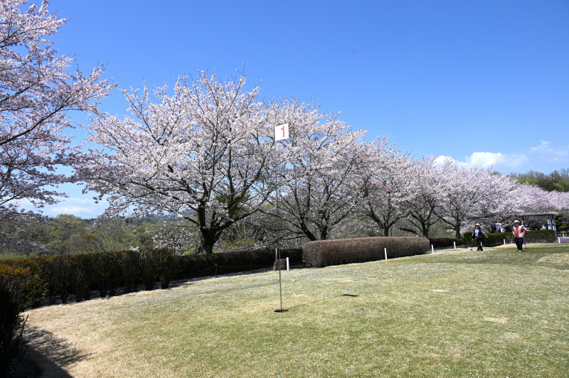 パークゴルフ場横の桜並木