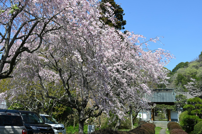 立派な枝垂れ桜