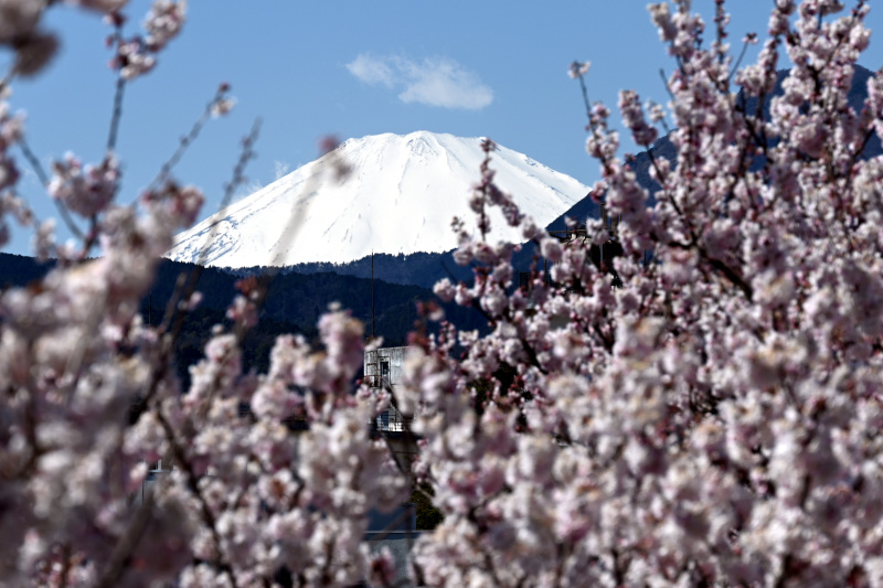 振り向くと、桜越しの富士山が見える