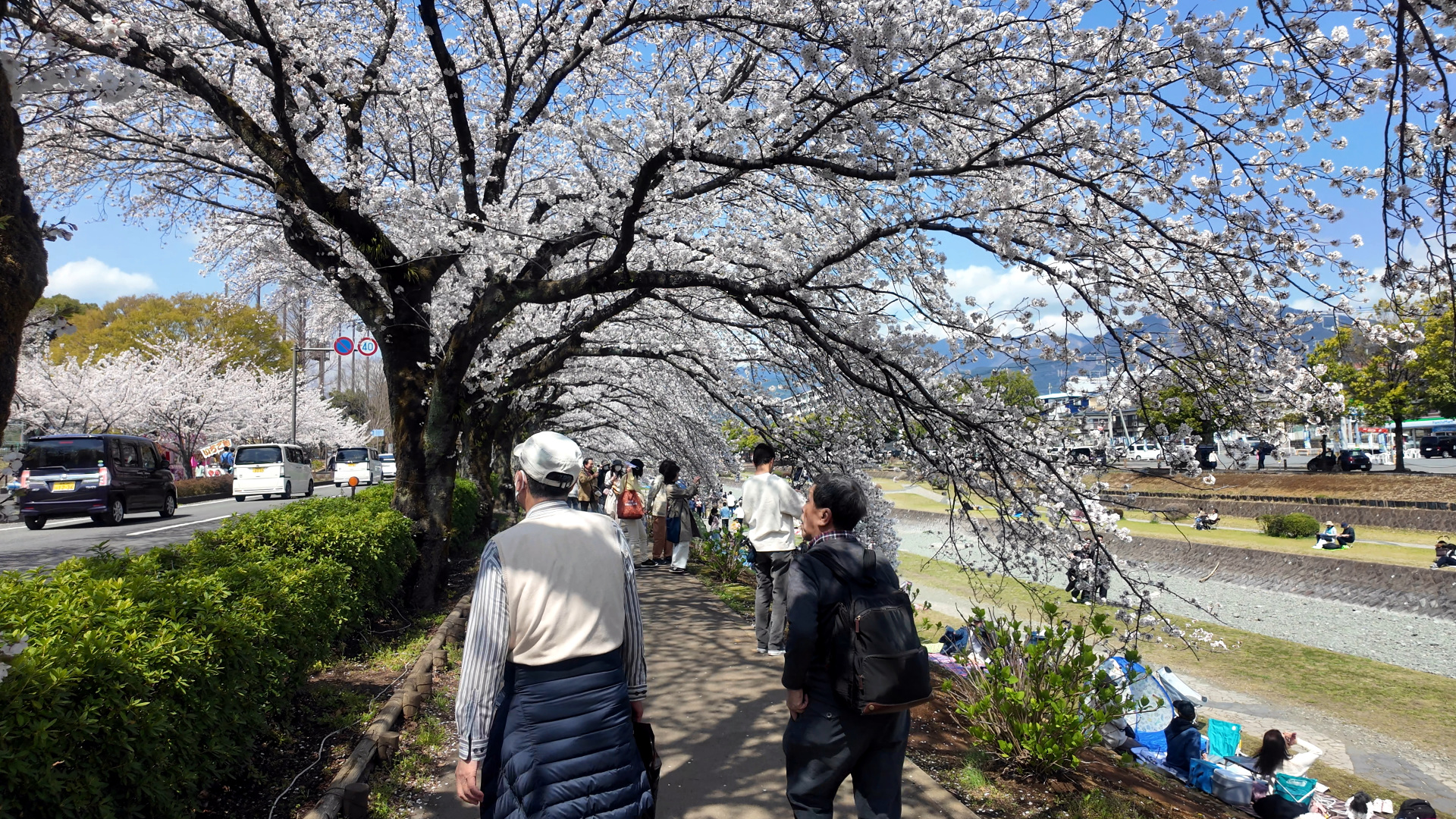 2025年 桜まつり