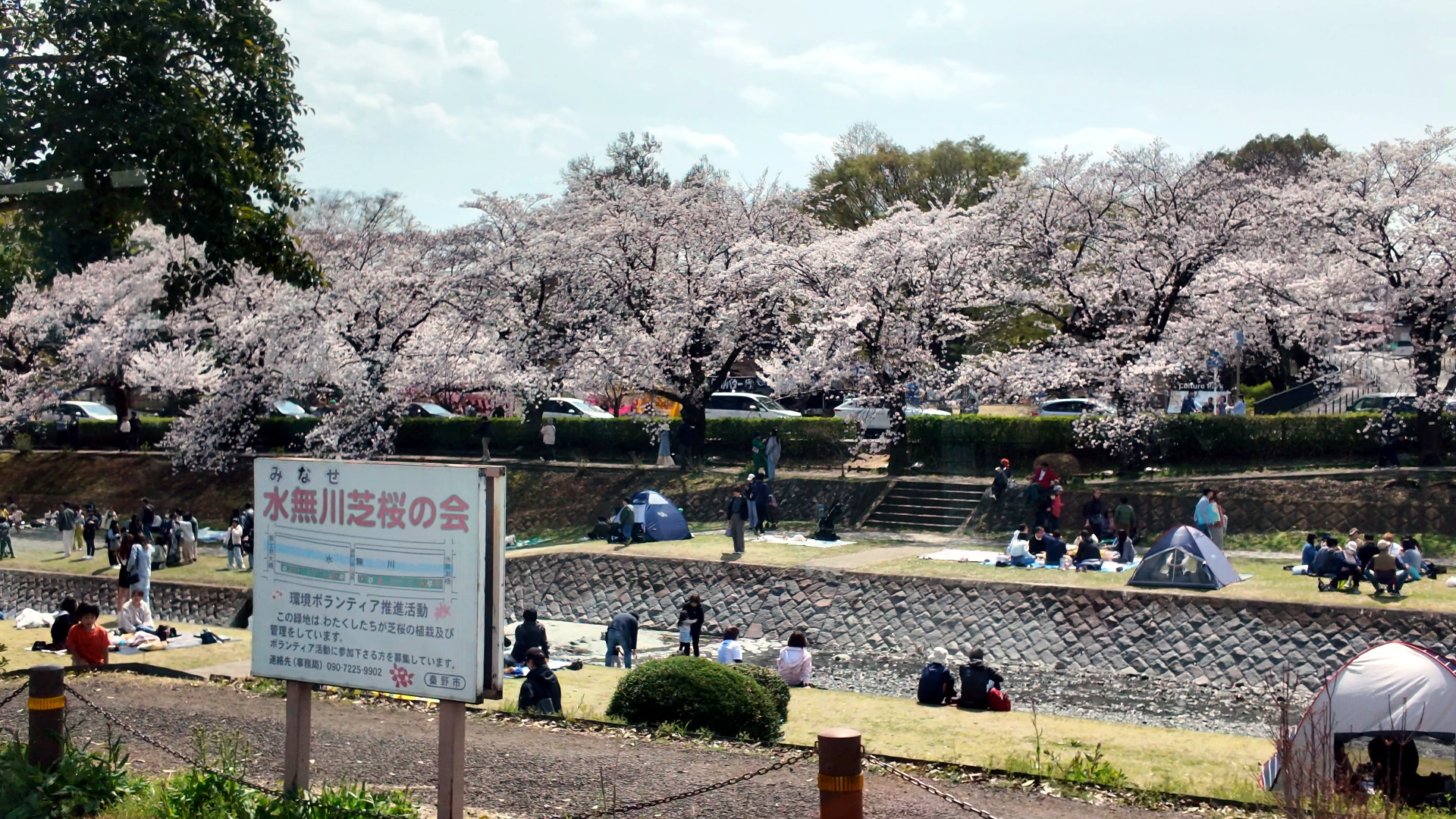 2025年 桜まつり