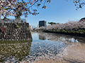 小田原城の桜(花筏)