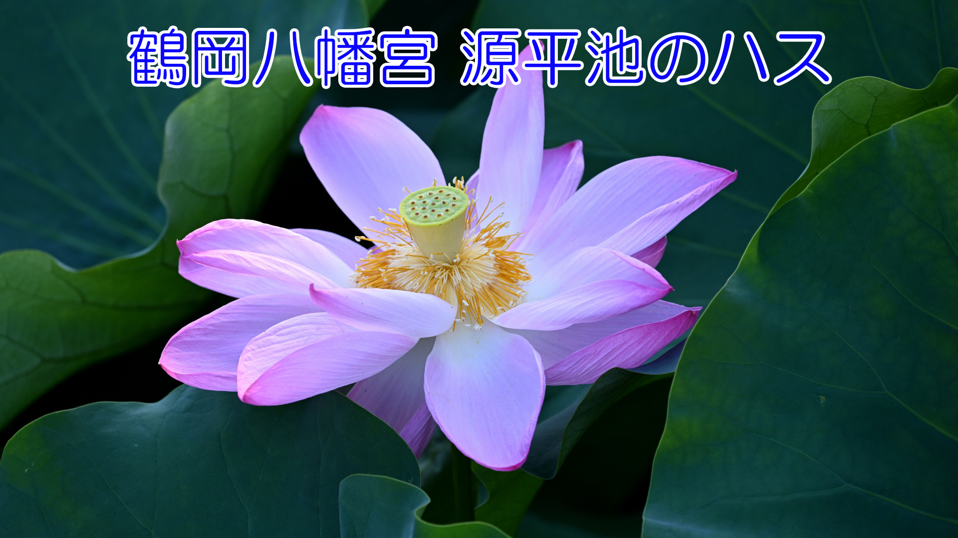 ハス