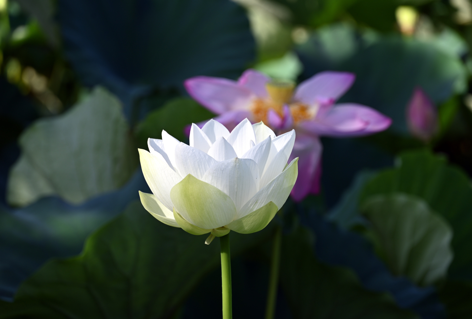 源氏池の蓮