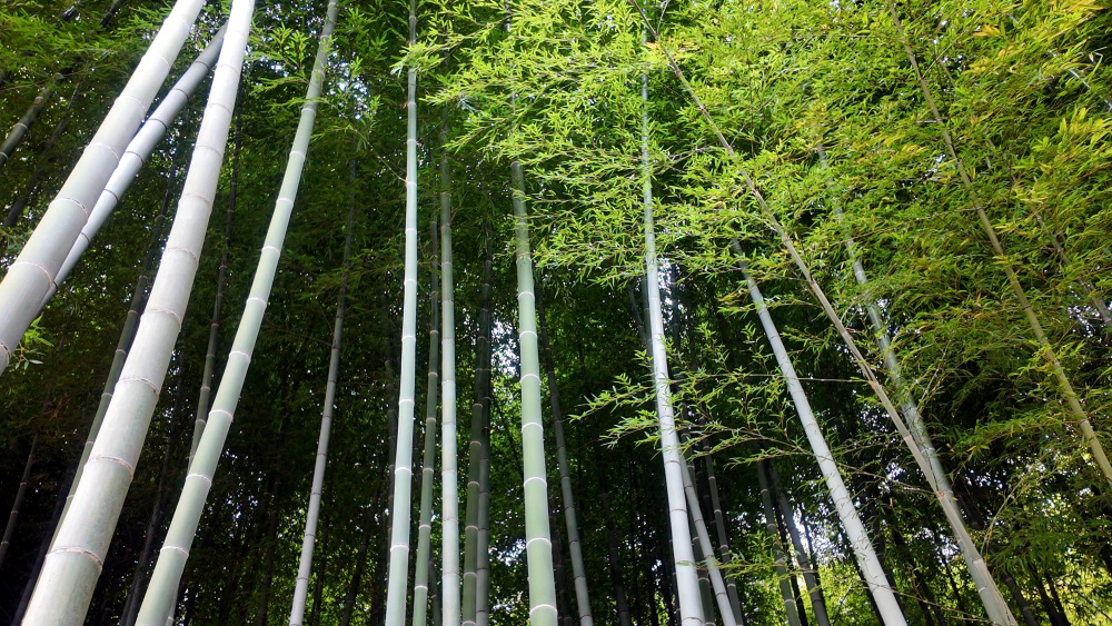 竹林