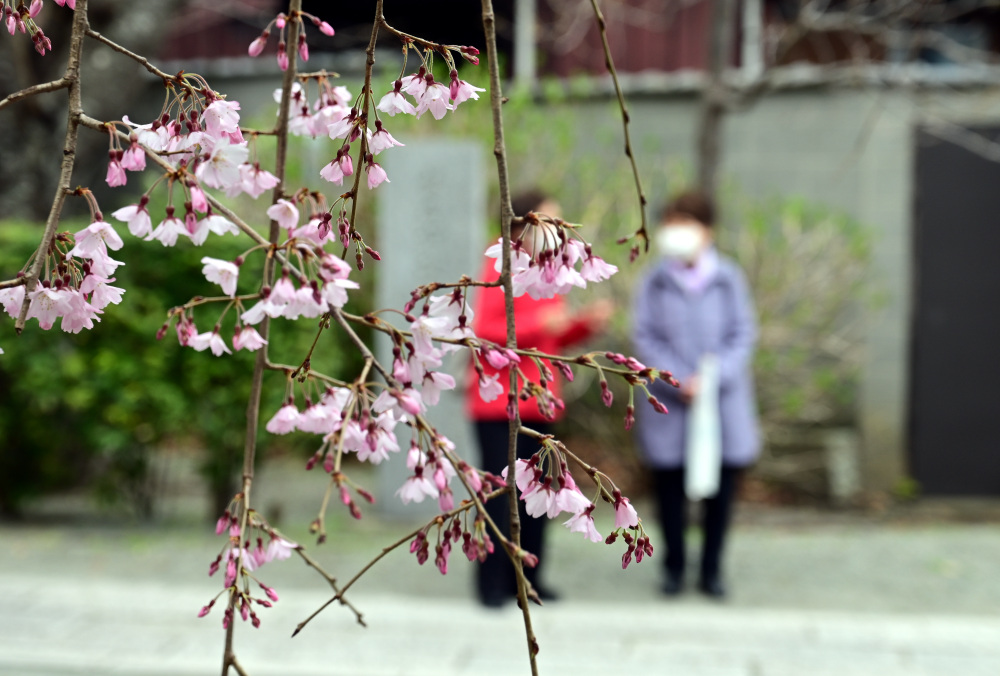 枝垂れ桜