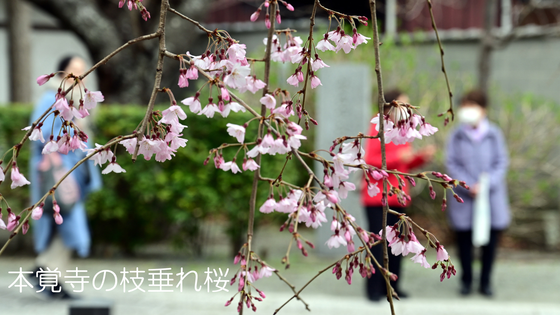 週末ウォーキング