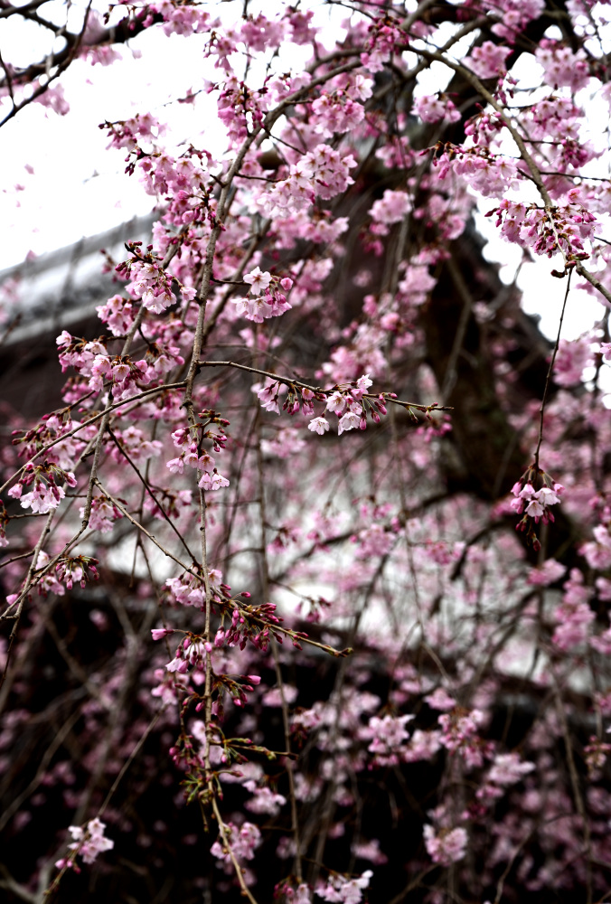枝垂れ桜