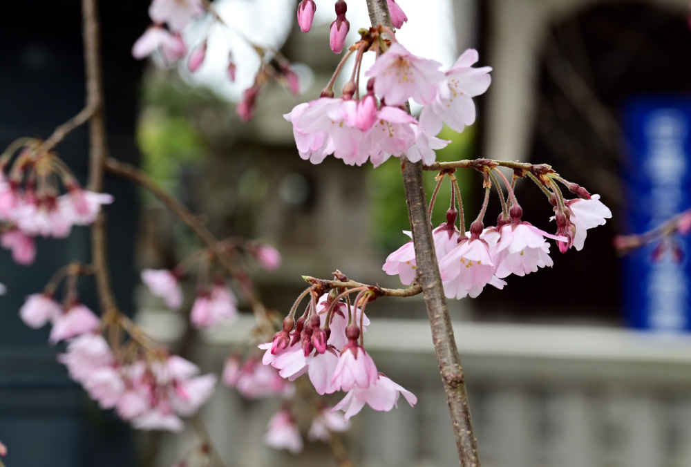 枝垂れ桜
