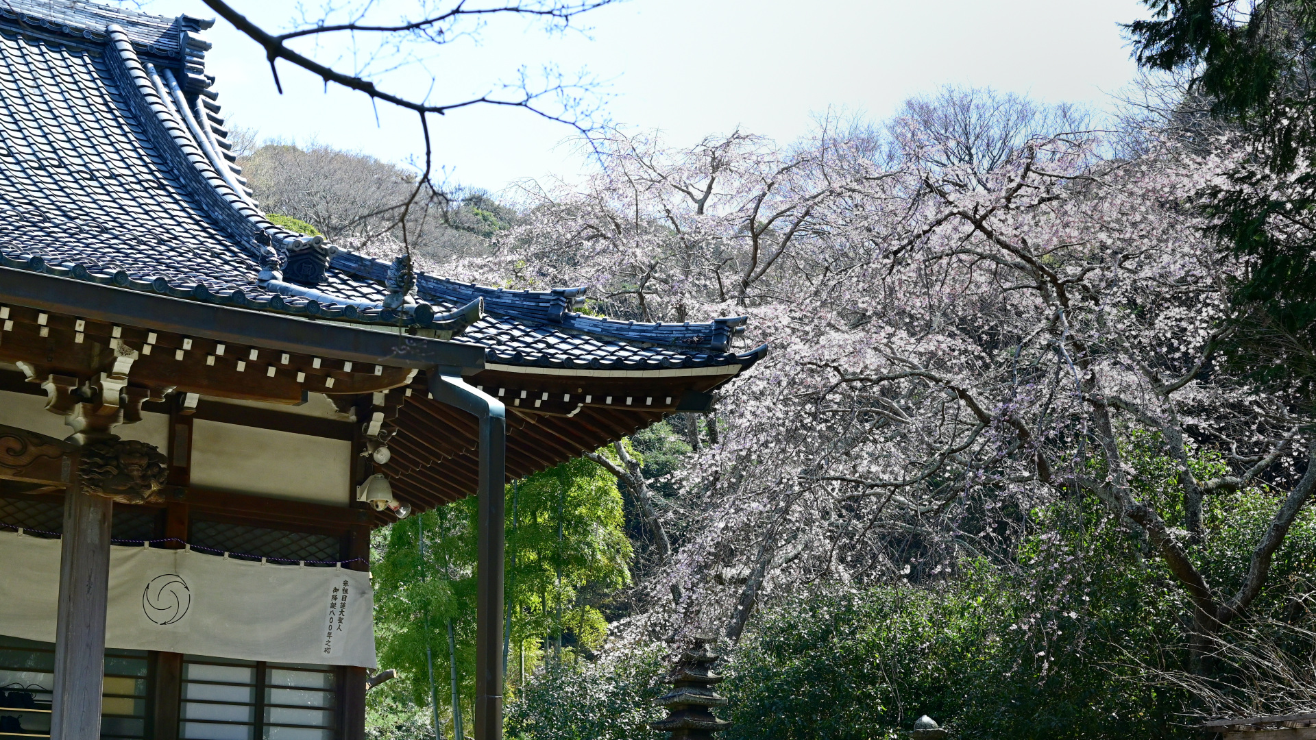 本堂横の大しだれ桜