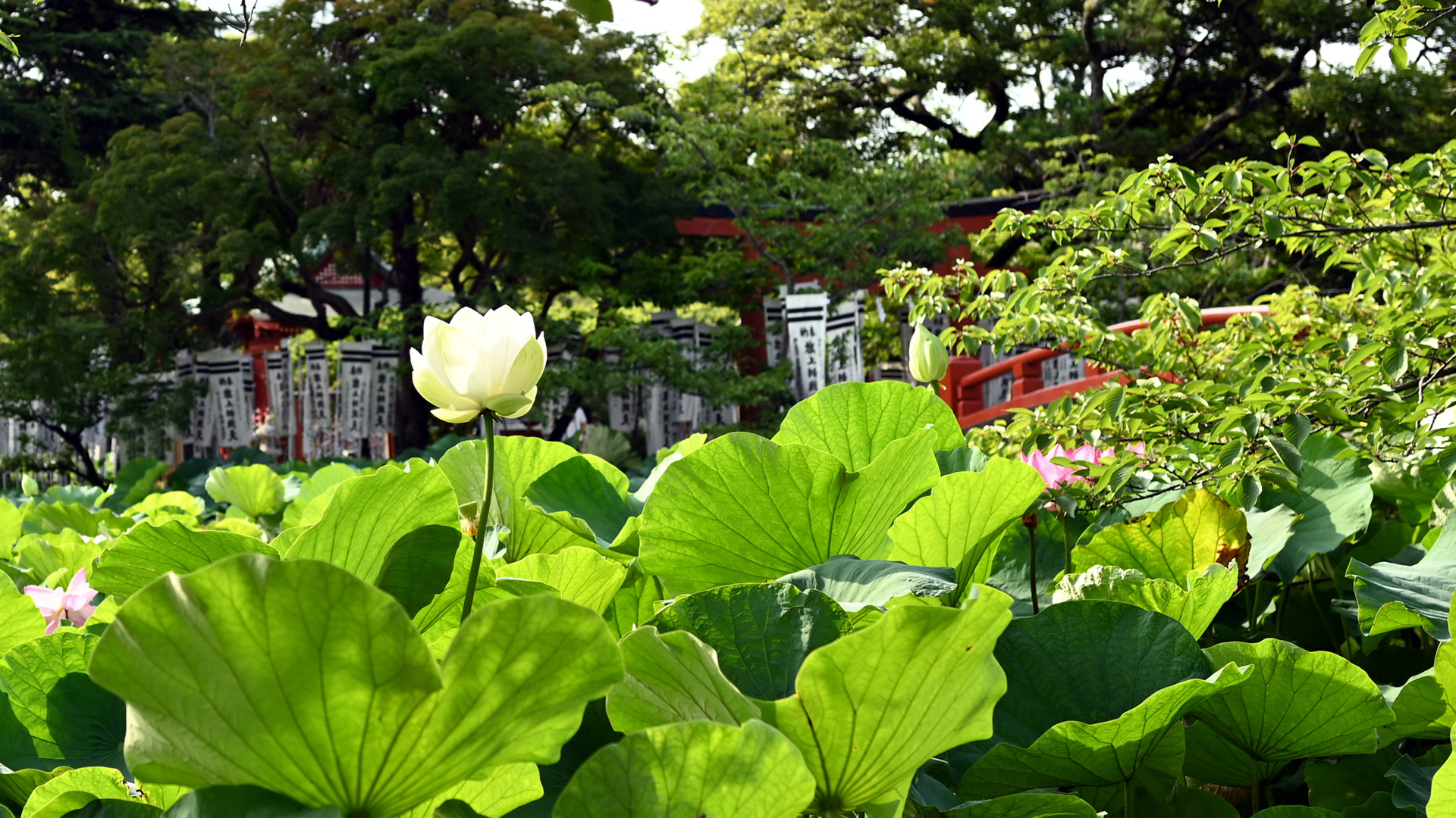 源氏池の蓮