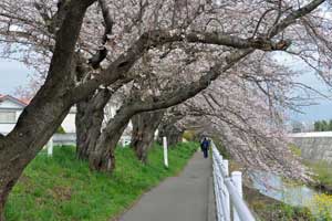 金目川 桜並木