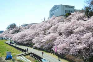 一の堰ハラネ春めき桜