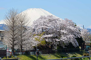 秦野 桜と富士山
