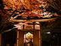 鎌倉・長谷寺の紅葉(ライトアップ)