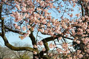 小石川植物園(寒桜)