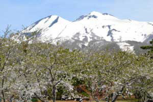 岩木山の桜(オオヤマザクラ)