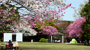 横浜緋桜(本牧山頂公園)
