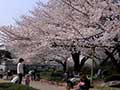 横浜水道記念館の桜