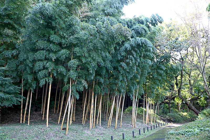中の庭の竹林