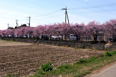 河津桜の並木道
