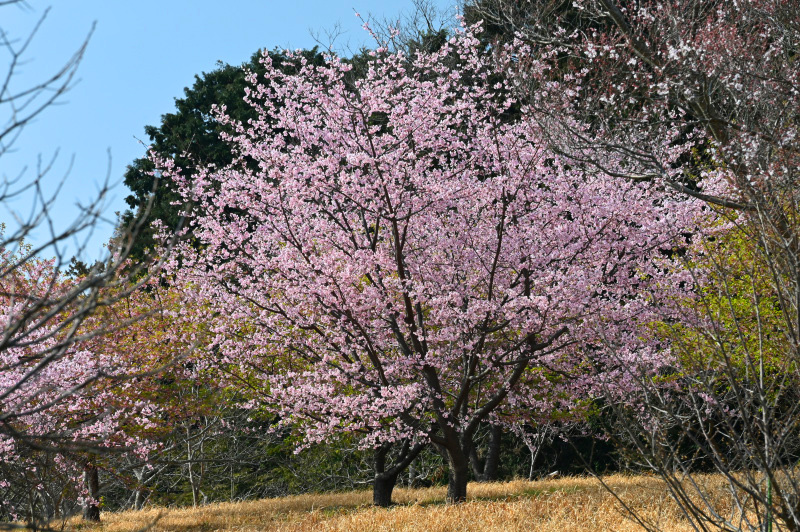 丘の上に咲く河津桜