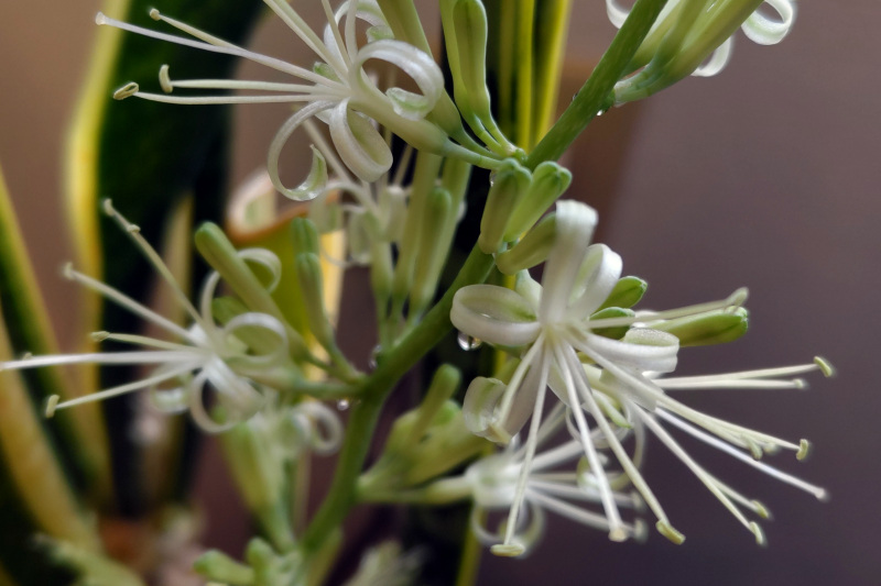 サンスベリアの花