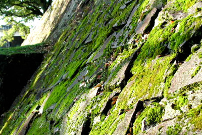 苔の緑が美しい石垣