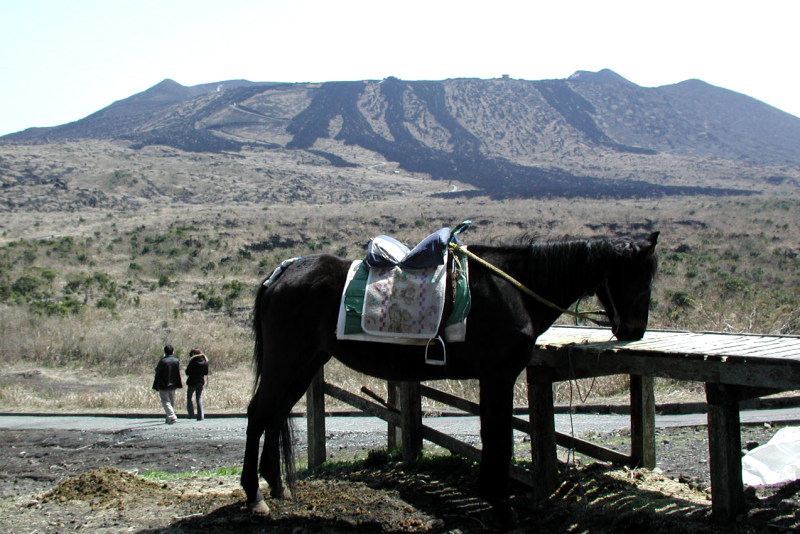 観光馬と三原山