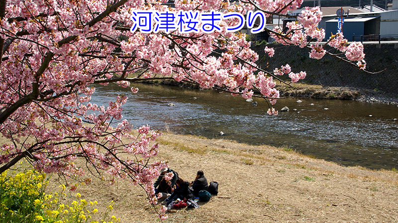 2008.3.8 河津桜まつり