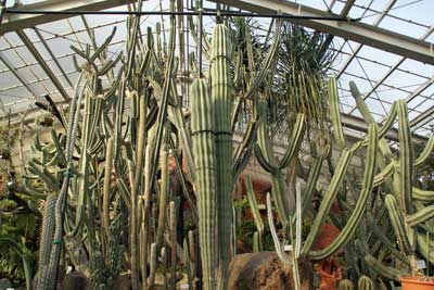 中南米産植物温室