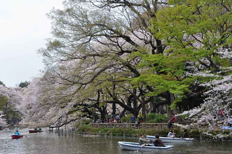 桜とお花見ボート