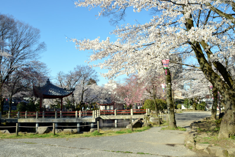日中友好庭園の桜