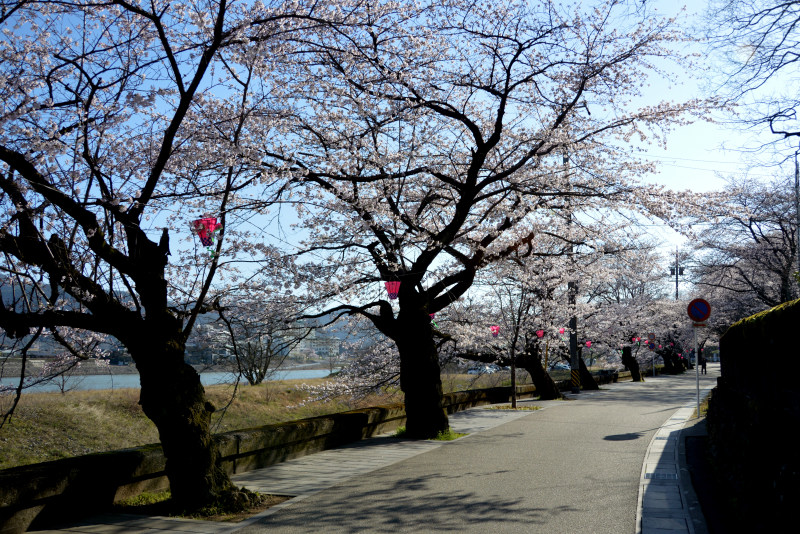 長良川堤の桜