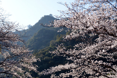 金華山と桜