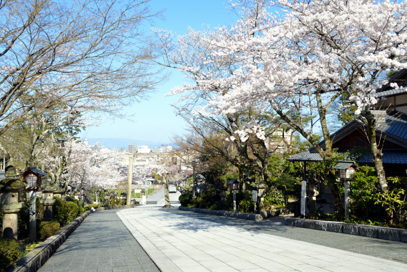 伊奈波神社の桜