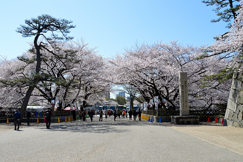 正門前の桜